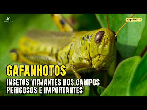 GRASSHOPPERS – The Traveling Insects of the Fields – Dangerous and Important