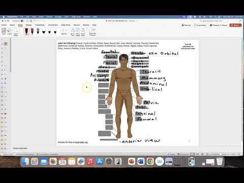 Identification of Anatomical Landmarks - Anterior View