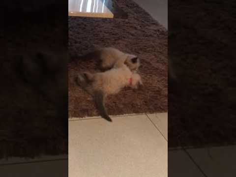 Playful male and female ragdoll cats