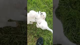 Komondor Puppies Videos