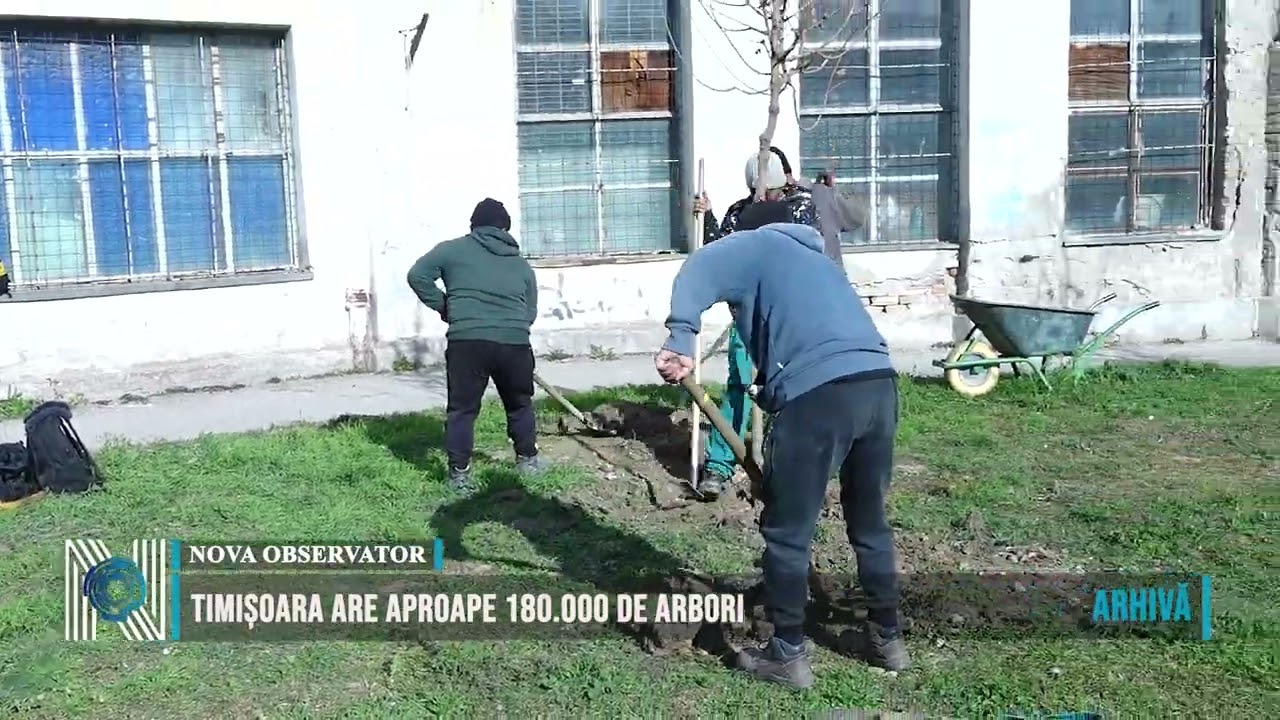 Timișoara are aproape 180.000 de arbori