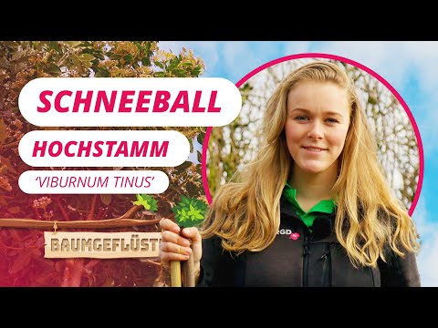 Die Schneeball-Hochstamm! | Baumgeflüster #101