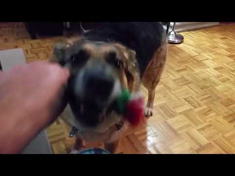 Thor "Fetch Play" & Xena "Tug of war" Berni-Berger & Shepherd Cross Day 3