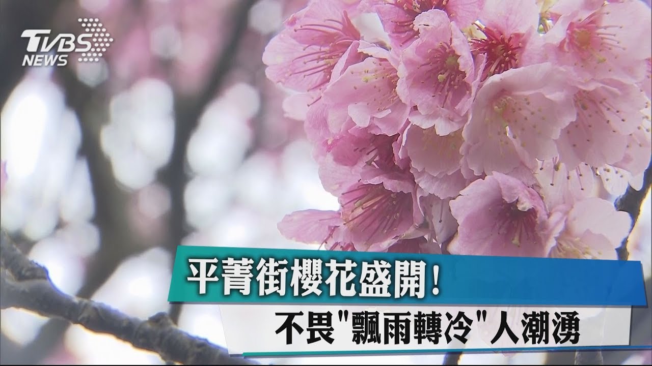 平菁街櫻花盛開！　不畏「飄雨轉冷」人潮湧