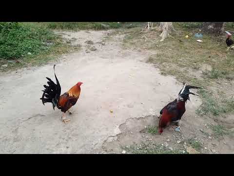 workout 1-time cardinal club kelso VS. WSC wnnr Red Kelso
