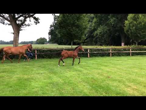 Zafira *2020, Stute von Toulon x Concetto x Castro