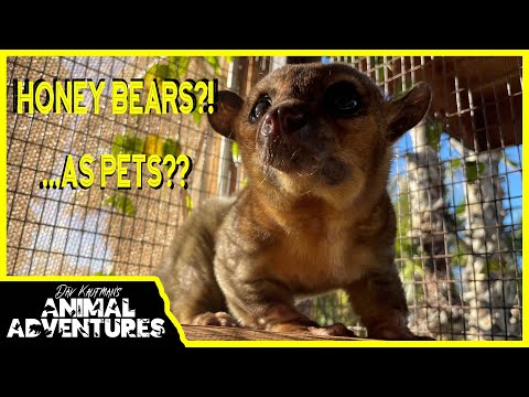 Kinkajou (medvedík chvostatý) (Potos flavus) — video o chove a starostlivosti