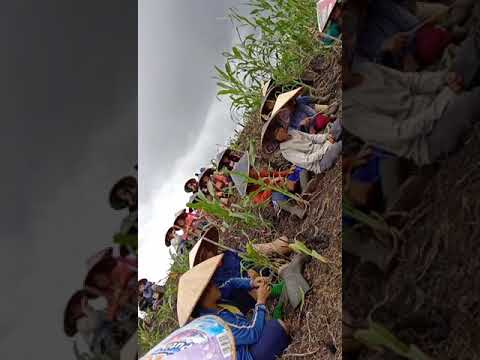 suasana istirahat tanam padi 2020 di kampung Entalang panjang.