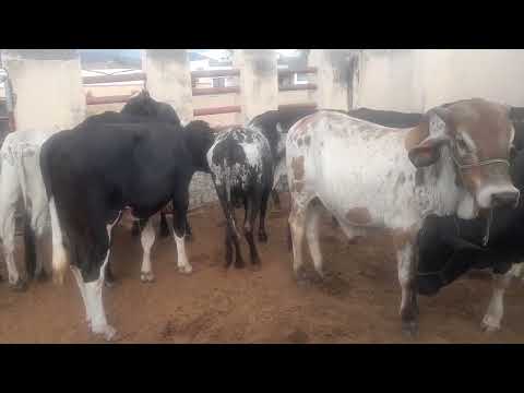 Gado pra vender todos os sábados em Vertentes Pernambuco 22/11/2025.