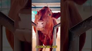 Download lagu https://youtube.com/shorts/KE8ttdAL-0A?si=ZkfQ10q6rW7o7FC8 mp3