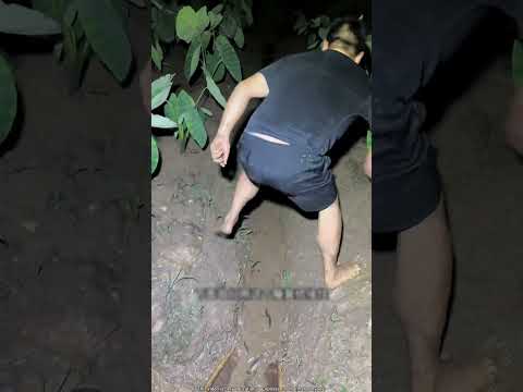 He Just Sprinkled Water And the Fish Came Into the Net Themselves 😱 #shorts #shortvideo #fishing