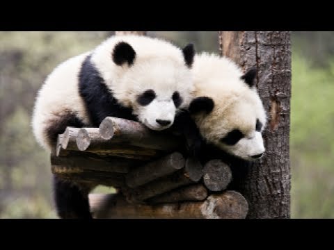 Funny Baby Pandas - Best compilation 2017