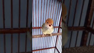 Download lagu Prenjak atas paud gacor dorr.. Merangsang prenjak bahan/macet cepet bunyi😉 mp3