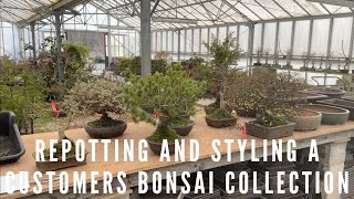 Repotting & Styling A Customers Bonsai Collection