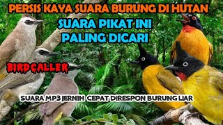 Download lagu suara pikat burcil ribut paling ampuh trucukan ribut vs kutilang emas @AnakDesaKicau mp3 Download lagu suara pikat burcil ribut paling ampuh trucukan ribut vs kutilang emas @AnakDesaKicau mp3