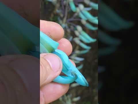 Huw Richards: Strongylodon Macrobotrys - The Jade Vine