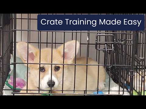 Crate Training Made Easy! Start Your Puppy Right