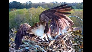 It's mine and I'm keeping it! Poole Harbour Ospreys. 16 April 2024