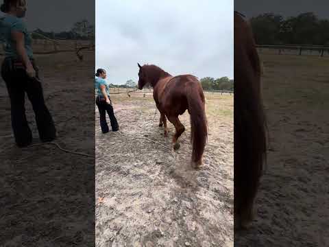 Called in the Trainer to help with Trailer loading trouble