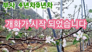 사과나무 부사 개화가 시작 되었습니다