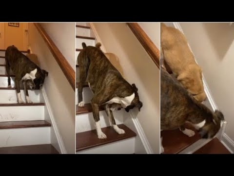 This Dog Helping His Blind Friend Down The Steps Might Be The Most Heartwarming Thing You'll Watch Today