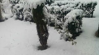 preview picture of video 'Fresh snowfall in kashmir'