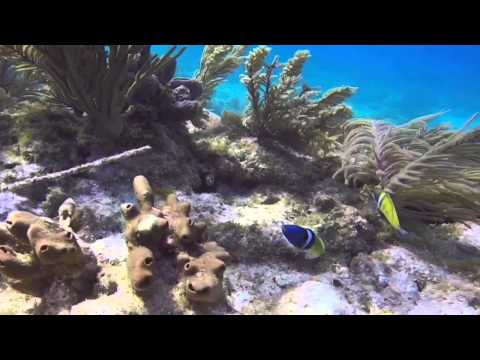 Shallow Reef Dive - Key Largo