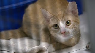 Pet Scam Alert!