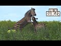Zebra Dominance Battle Kruger National Park