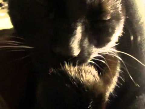 5-One minute of videoart every day - Bonzo