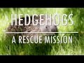 Hedgehogs - a rescue mission | Bristol Nature Channel