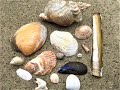 Beachcombing Guide