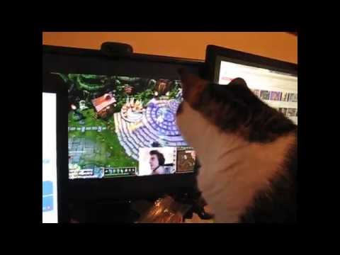 Cocotte watching RF Legendary