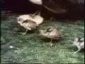Sesame Street Cats Have Kittens