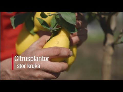 Plantera citrus