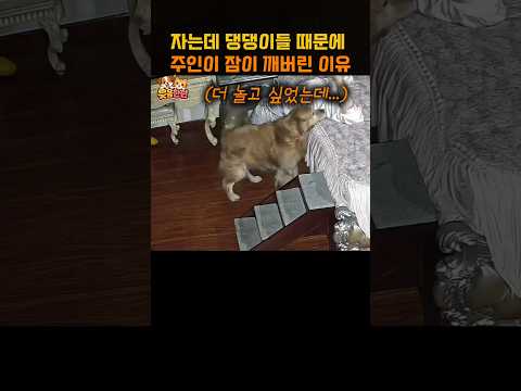 자는데 댕댕이들 때문에 주인이 잠이 깨버린 이유