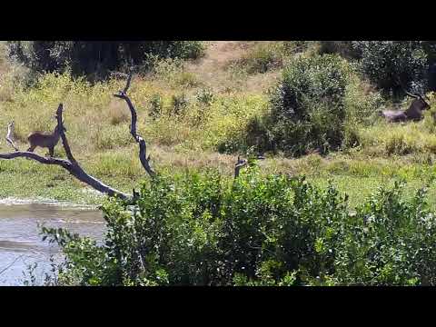 Djuma: Waterbucks, Nyalas and Impalas - 11:40 - 04/11/21