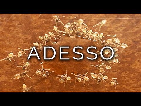 923-IT Daniele, ADESSO - Ipnosi Esoterica ∞ Lucio Carsi