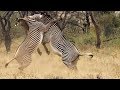 Best Of African Animals Top 5 BBC Earth