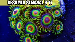 ✅ RESUMEN SEMANAL Nº17 (FUTURAS MEJORAS)