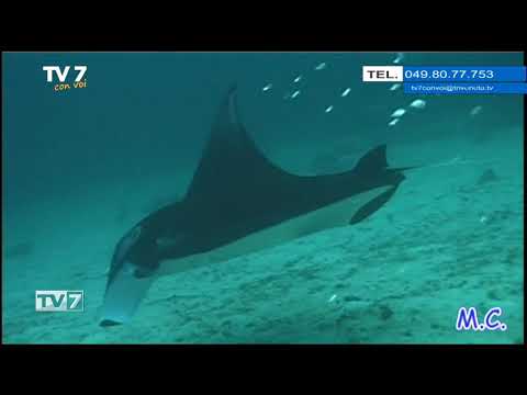 Tv7 con Voi del 13/10/2020 - Andiamo a Papua (3 di 3)