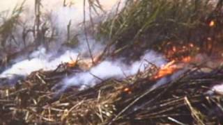 Detective Instinct - "Make A Plan" (w/ Jad Fair)