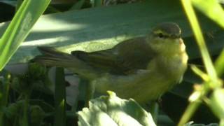 preview picture of video '17.8.12 Pouillot fitis (Phylloscopus trochilus, Willow Warbler)'