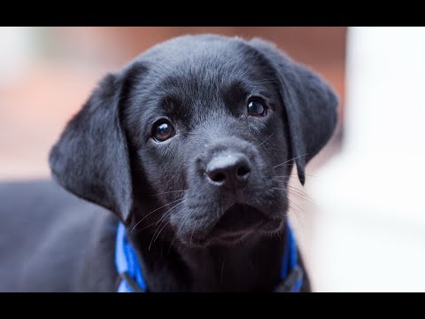 Labrador Compilation - Cute and Funny #11
