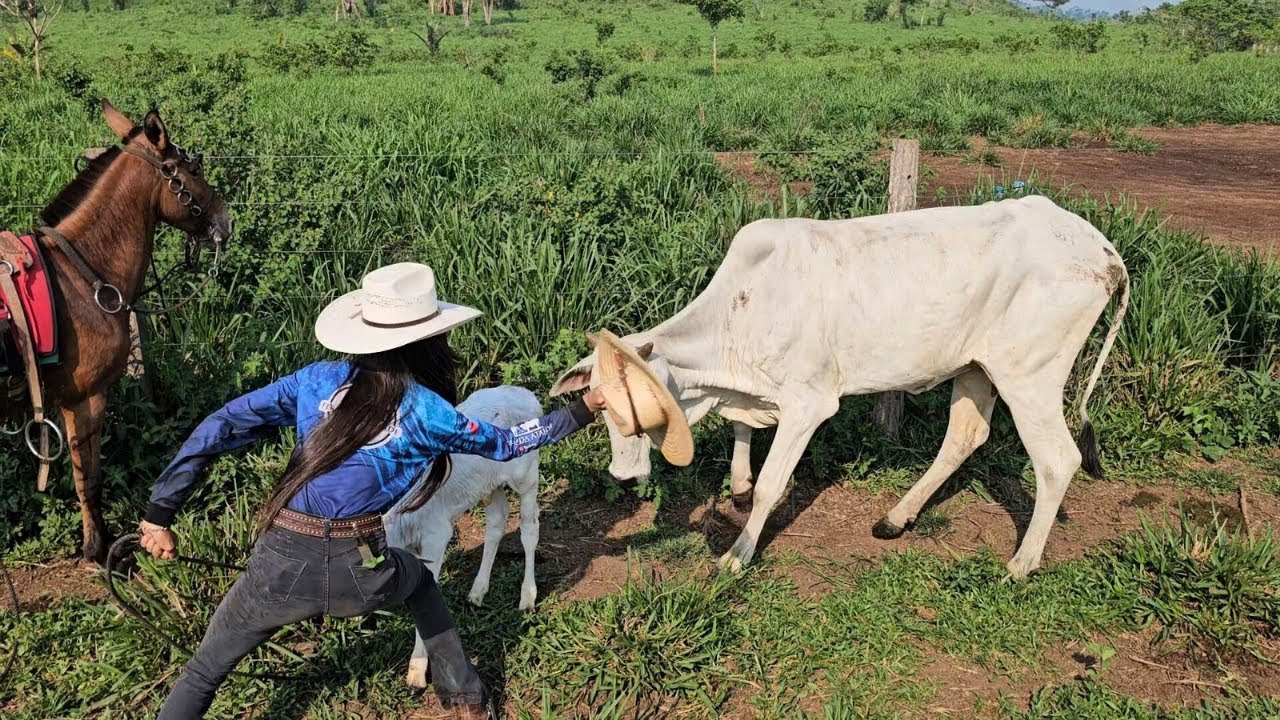 VACA BRAVA VEIO PRA CIMA DE MIM 😰