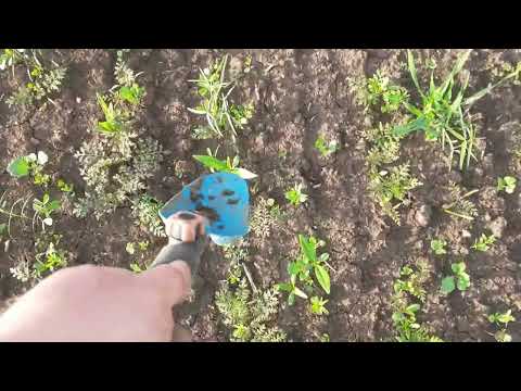 Zwischenfrucht mit mehr Komponenten