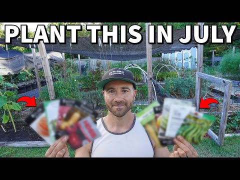 10 Awesome Veggies You Should Plant In July Right Now!