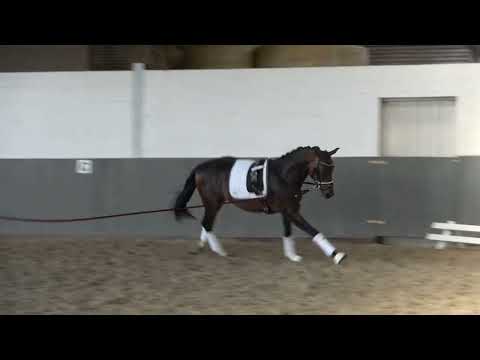 WEIDENHOF-VERKAUFSPFERD: "NARUTO" 2j. Hengst von Nechristo, Hannoveraner