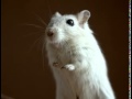 Gerbil Facts Facts About Gerbils