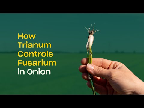 How Trichoderma harzianum T-22 (Trianum) Controls Fusarium in Onion